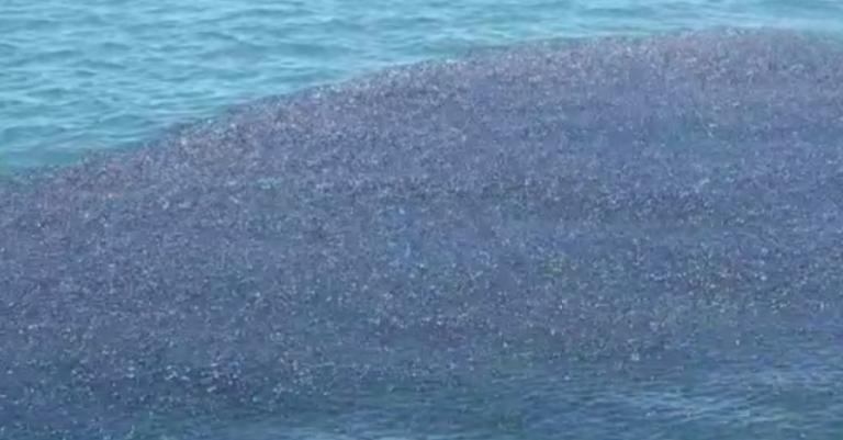 bait ball puerto vallarta fishing