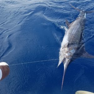 marlin fishing in Nuevo Vallarta