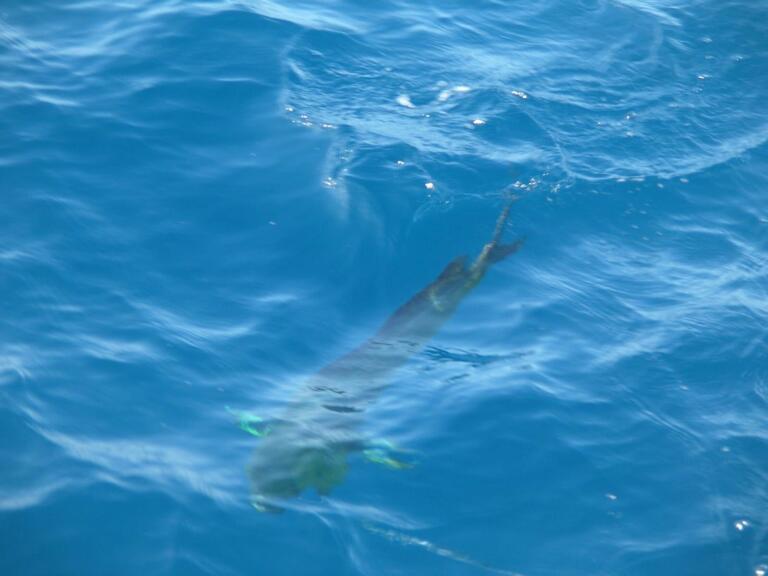 mahi-mahi puerto vallarta